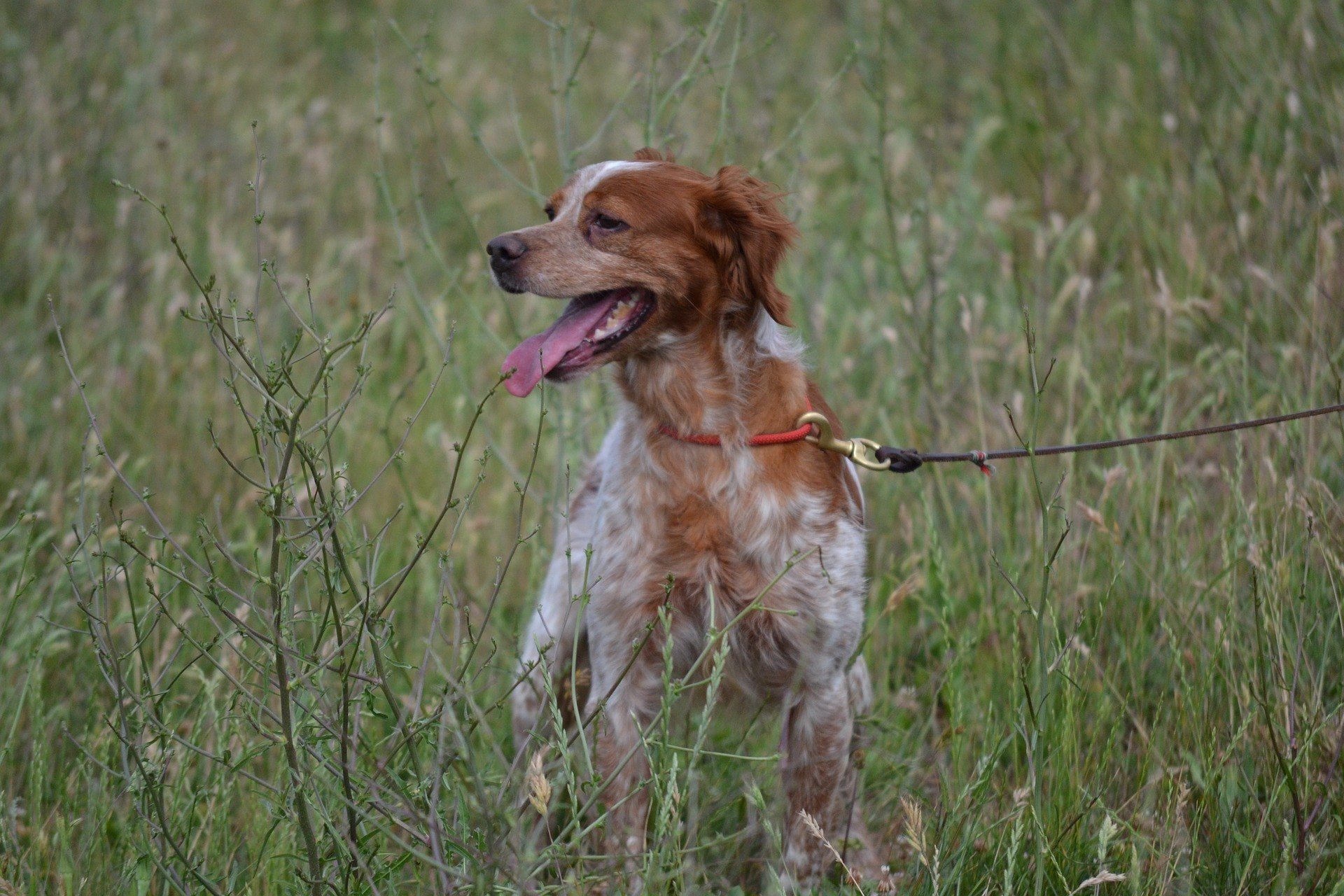 L'épagneul breton: est-ce le chien qu'il vous faut ?