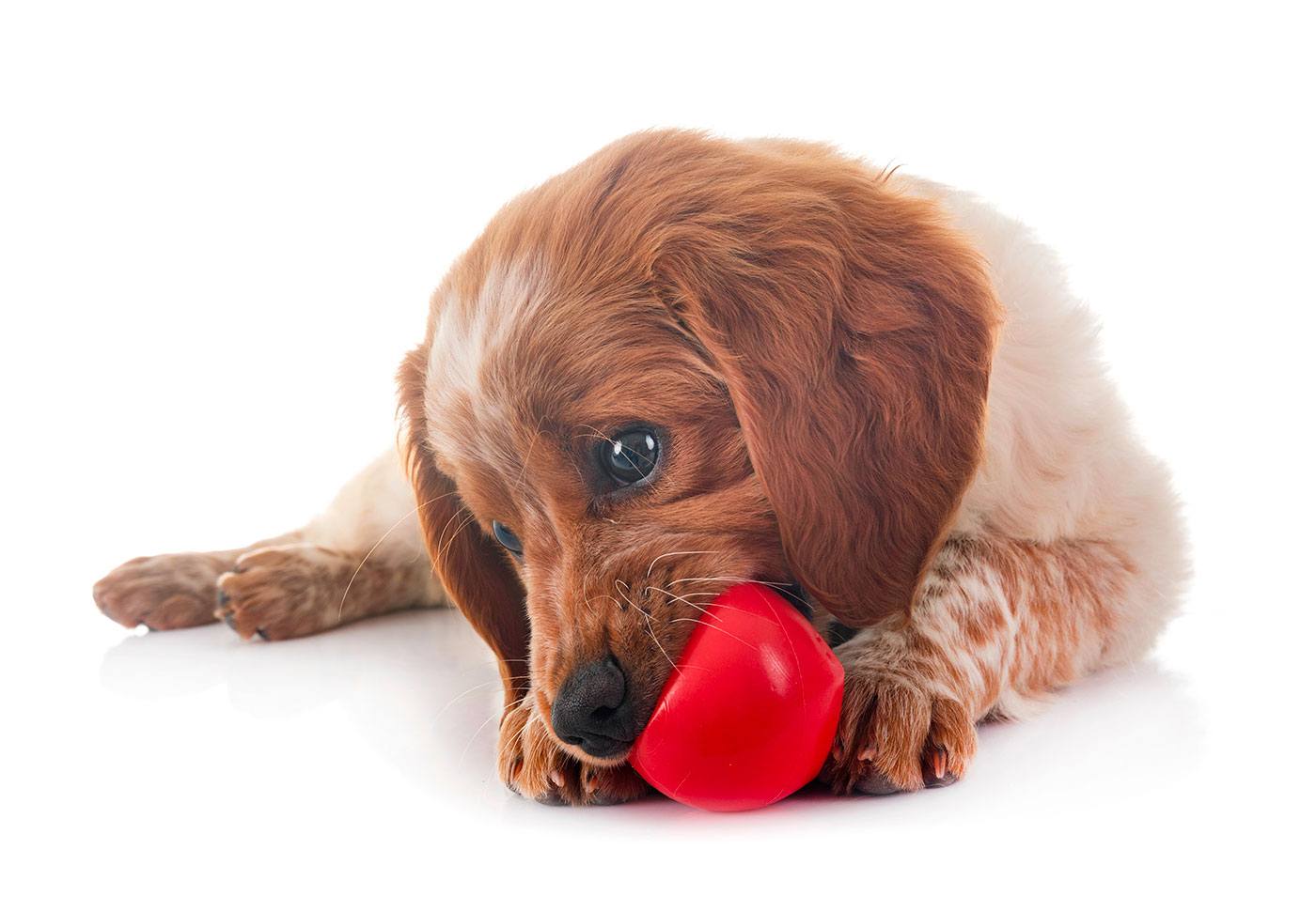 Quels sont les jouets les plus appréciés des chiens ?