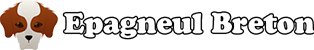 Épagneul Breton