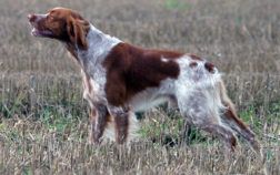 Les particularités de l’épagneul breton ? : comment le reconnaître ?