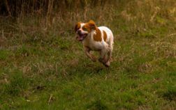 Comment dresser un chiot épagneul breton pour la chasse ?