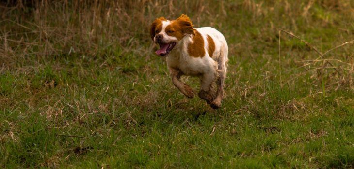 Comment dresser un chiot épagneul breton pour la chasse ?