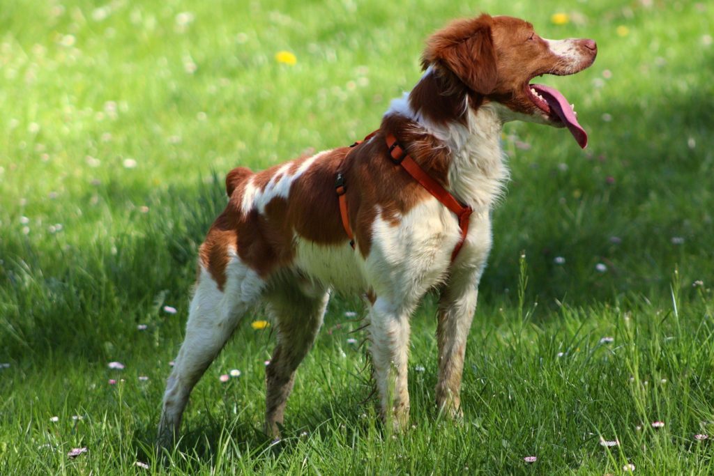 Epagneul Breton Dressage Chasse