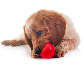 Quels sont les jouets les plus appréciés des chiens ?