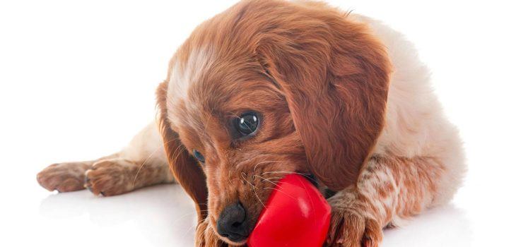 Quels sont les jouets les plus appréciés des chiens ?